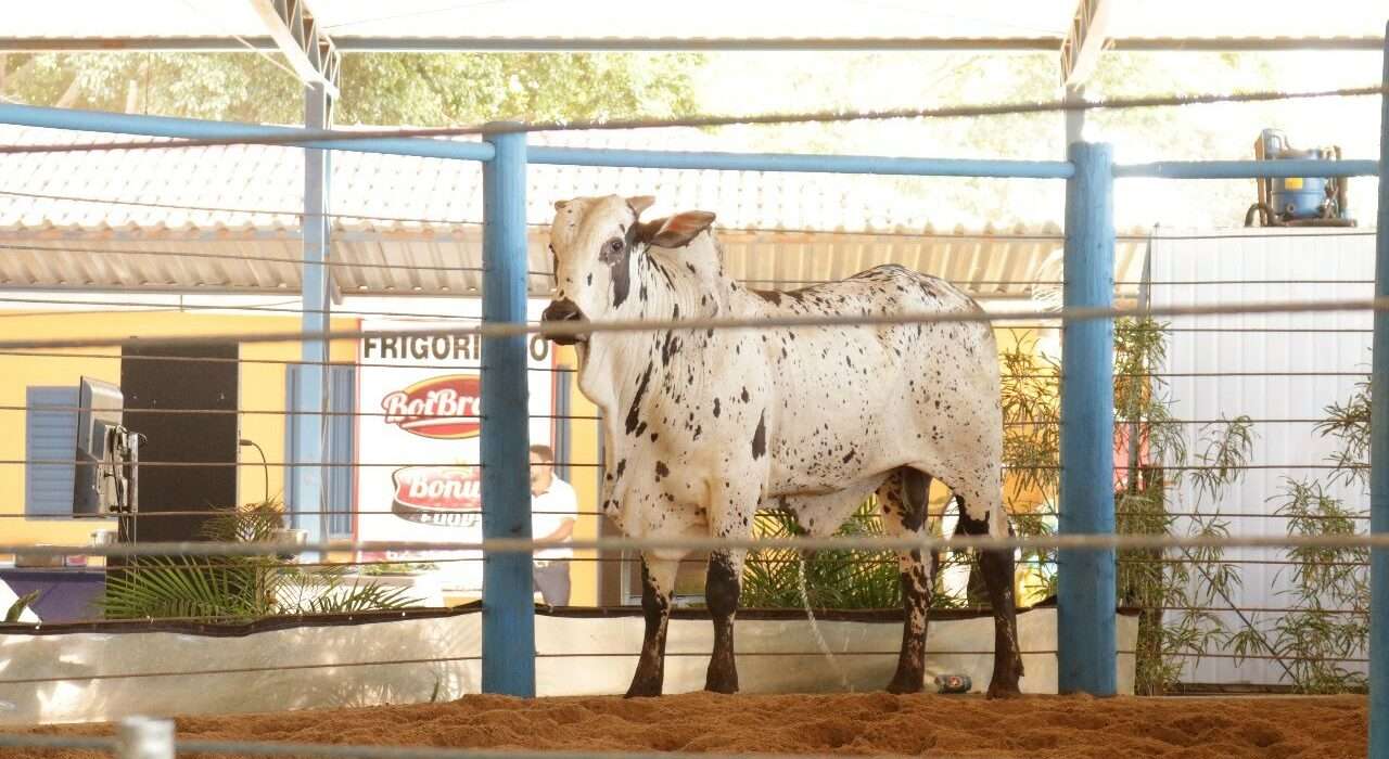 Leilão beneficente reúne gado, itens autografados e objetos inusitados para arrecadar recursos ao Hospital de Câncer de Goiás agro