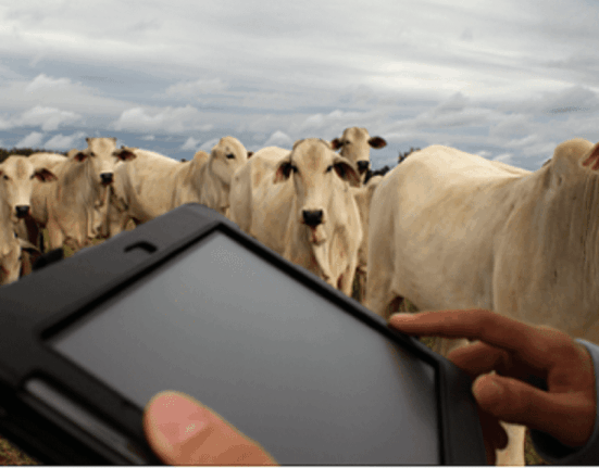 Tecnologia integra nutrição, gestão e mercado e muda a lógica da pecuária nas fazendas brasileiras agro