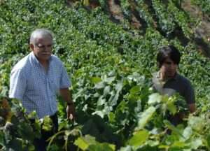 Tradição passada entre gerações inspira seleção especial de vinhos portugueses para o Dia dos Pais em Goiânia Gastronomia