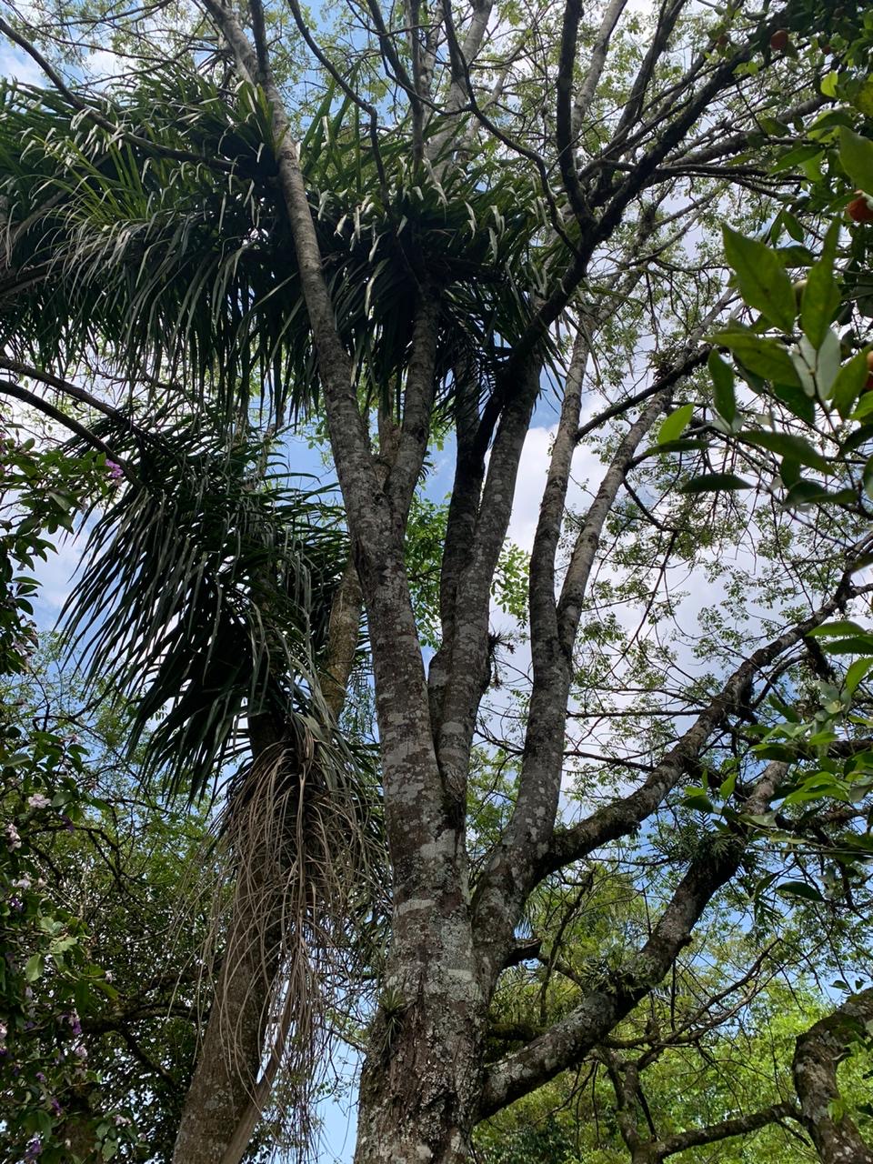 Pesquisadores estudam planta nativa e descobrem propriedade terapêutica na redução de peso