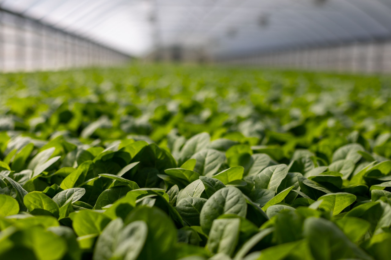 Declaração Ministerial do Grupo de Cairns sobre a reforma da OMC em Agricultura