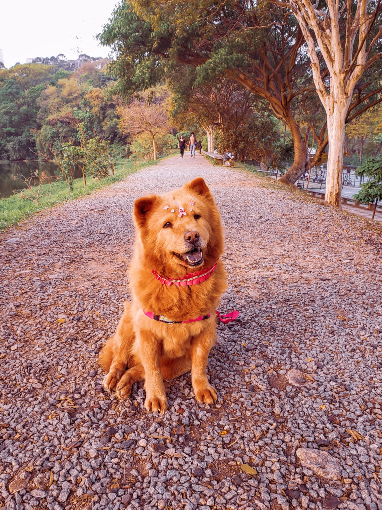 câncer de mama em cães