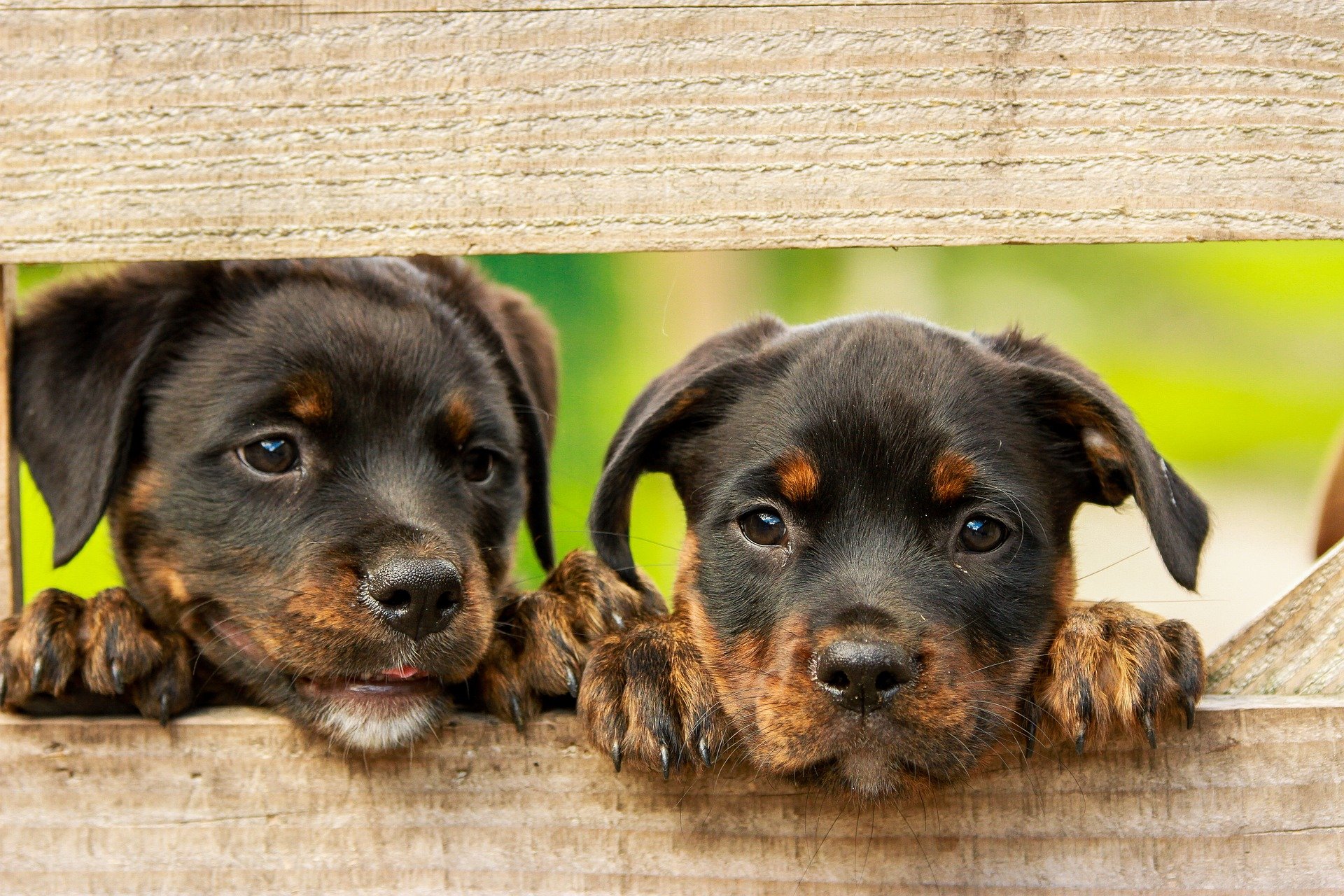 Para celebrar o mês dos animais, veja onde cuidar do seu pet por meio de permutas