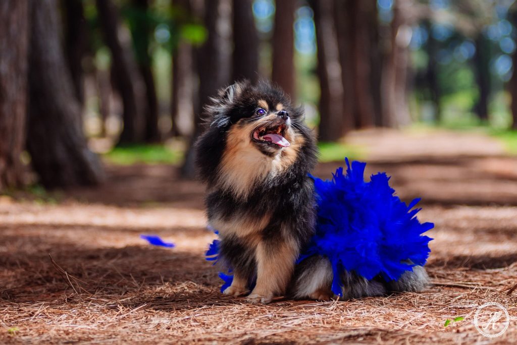 Carnapet Shopping ID Eventos