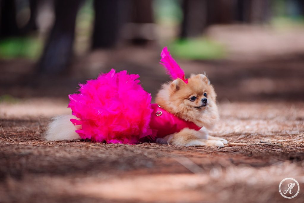 Carnapet Shopping ID Eventos