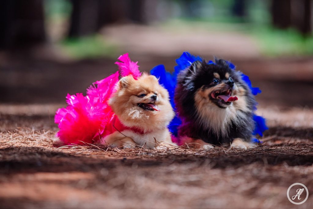 Carnapet Shopping ID Eventos