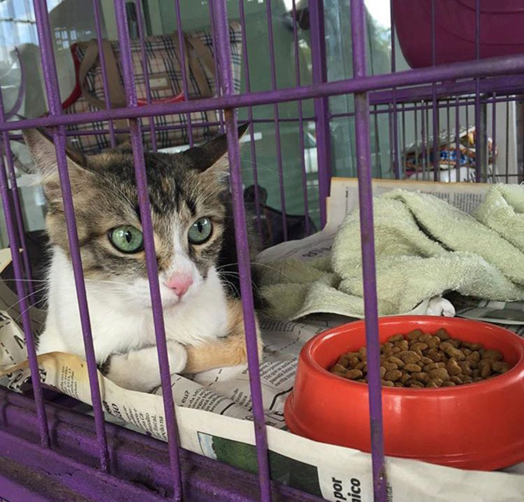 Clínica Salud Pet realiza feirinha de adoção de animais Notícias