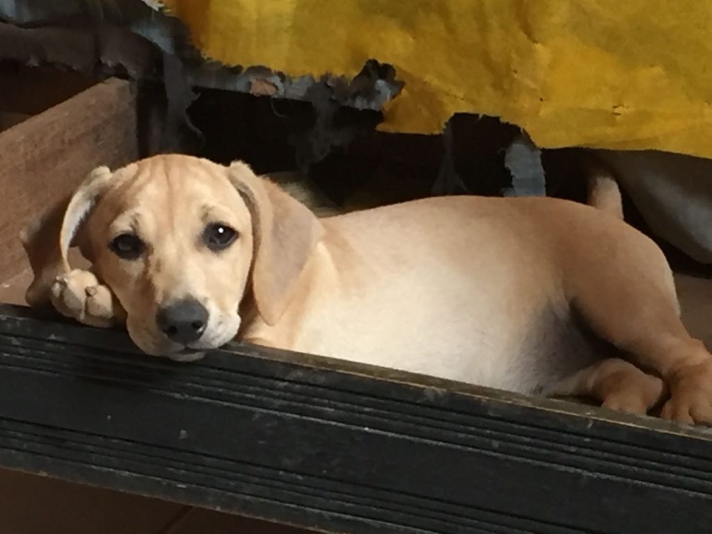 Adoção: feira recebe 300 pets em busca de um lar GDF