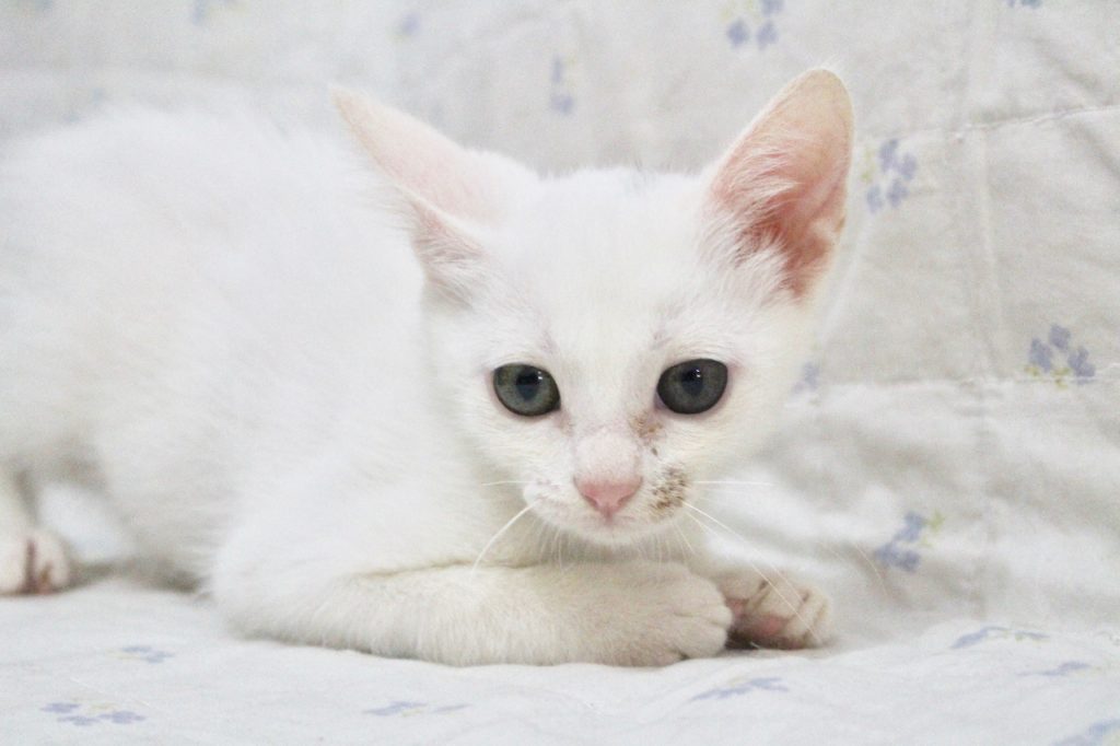 Adoção: feira recebe 300 pets em busca de um lar GDF