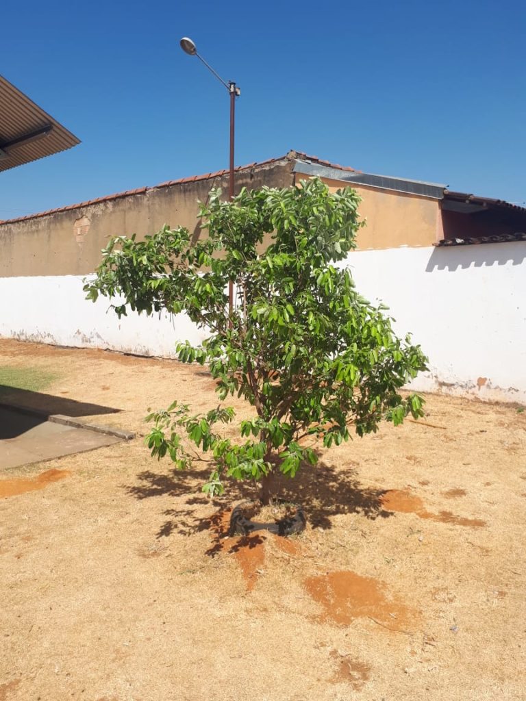 Dia da Árvore: em tempos de seca e calor, áreas arborizadas são oásis verdes em Goiânia Decoração