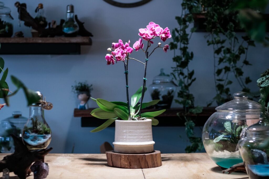 Saia do óbvio: sugestões de presentes criativos para as mães  Decoração