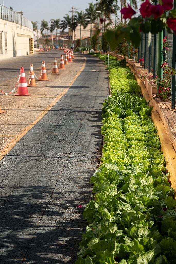 Nossa Horta, projeto do JK Shopping desembarca no Mercadinho do Brasília Shopping Notícias