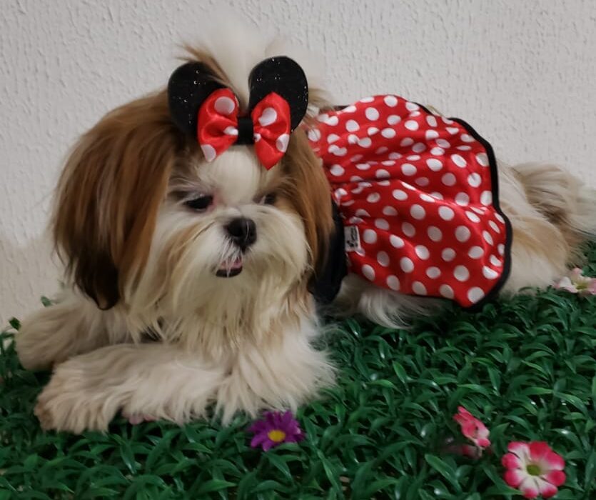 Halloween bom pra cachorro