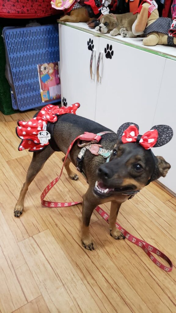 Halloween bom pra cachorro