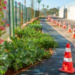 Horta Comunitária do JK Shopping realiza distribuição de ervas medicinais e aromáticas Notícias