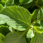 Horta Comunitária do JK Shopping realiza distribuição de ervas medicinais e aromáticas Notícias