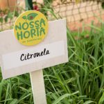 Horta Comunitária do JK Shopping realiza distribuição de ervas medicinais e aromáticas Notícias