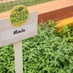 Horta Comunitária do JK Shopping realiza distribuição de ervas medicinais e aromáticas Notícias