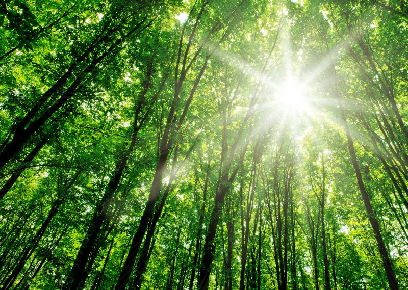 Valmet é classificada no ranking referência de sustentabilidade Notícias