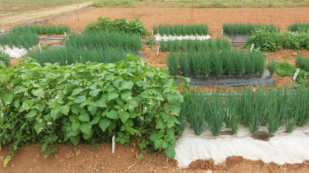 Pesquisadores desenvolvem técnica eficiente e agroecológica para produção de hortaliças Notícias