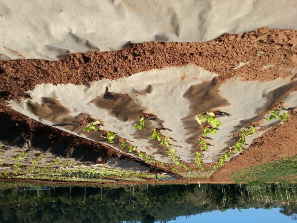 Pesquisadores desenvolvem técnica eficiente e agroecológica para produção de hortaliças Notícias