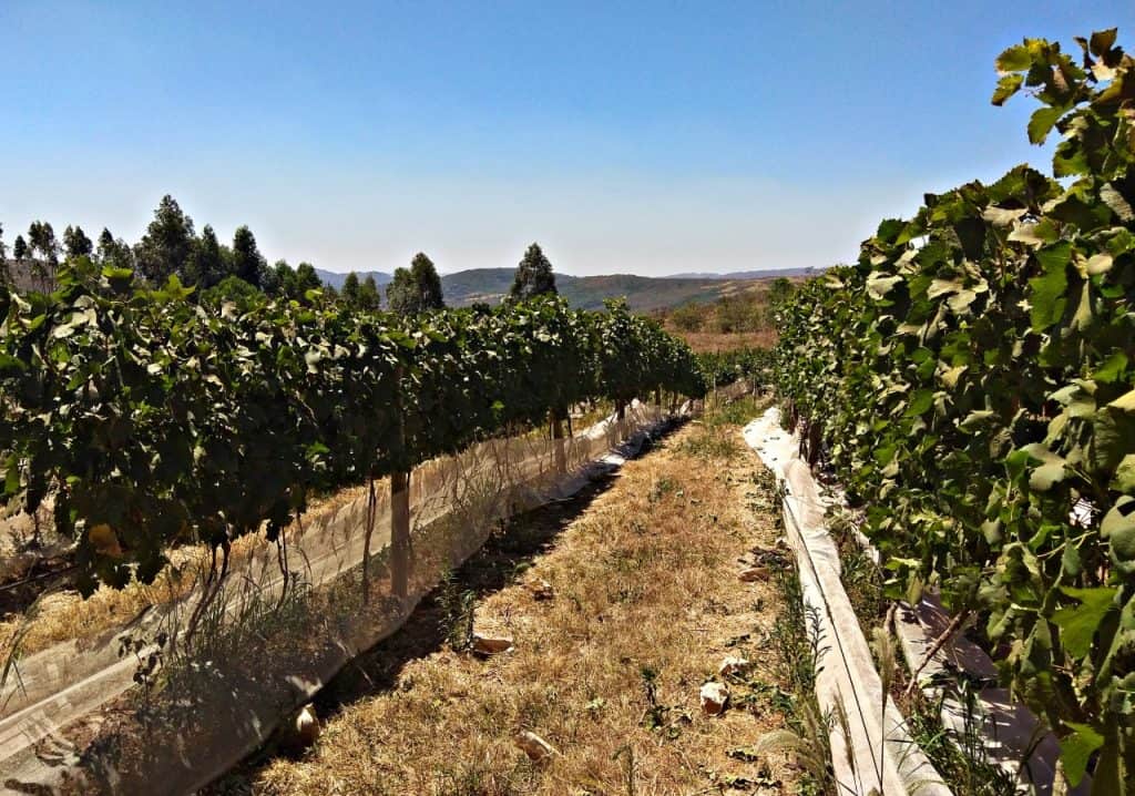 Vinhedo Girassol promove visitação com degustação na plantação de uvas Syrah no cerrado Gastronomia