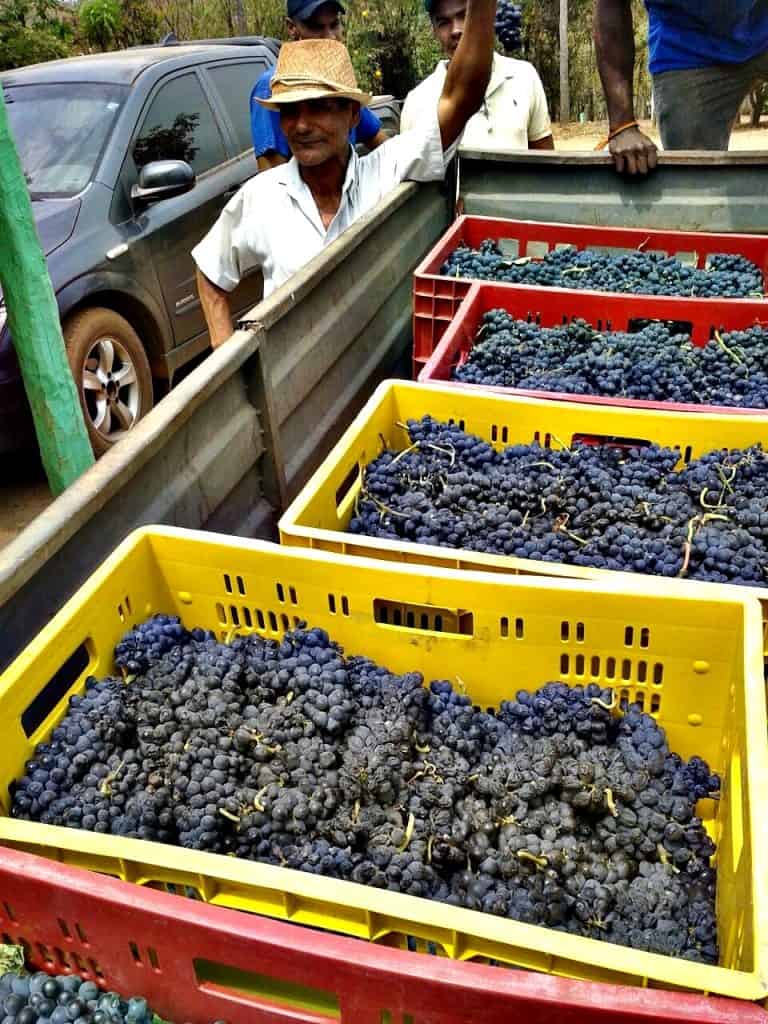 Vinhedo Girassol promove visitação com degustação na plantação de uvas Syrah no cerrado Gastronomia