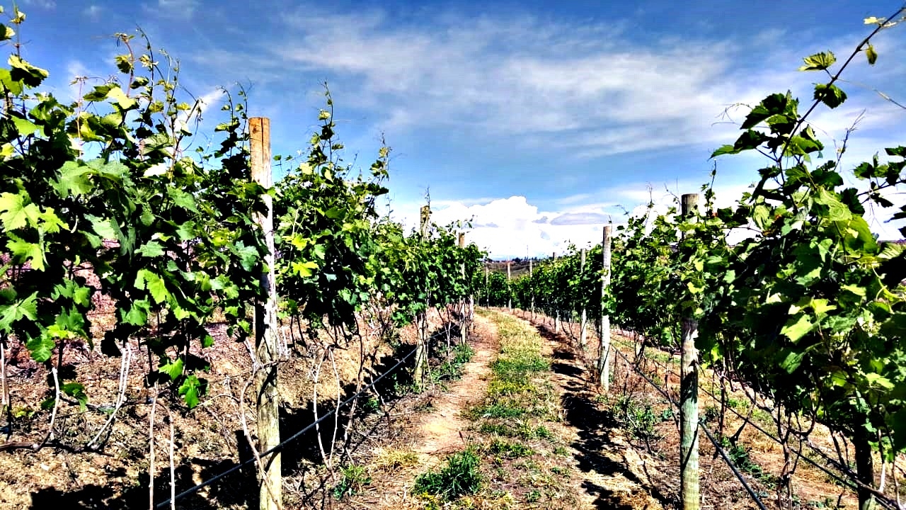Vinhedo Girassol promove visitação com degustação na plantação de uvas Syrah no cerrado Gastronomia