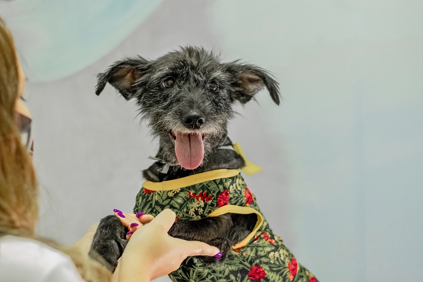 Cachorros de abrigo ganham ensaio fotográfico e day spa para incentivar adoção responsável