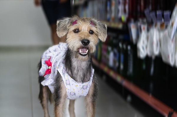 Cachorros de abrigo ganham ensaio fotográfico e day spa para incentivar adoção responsável