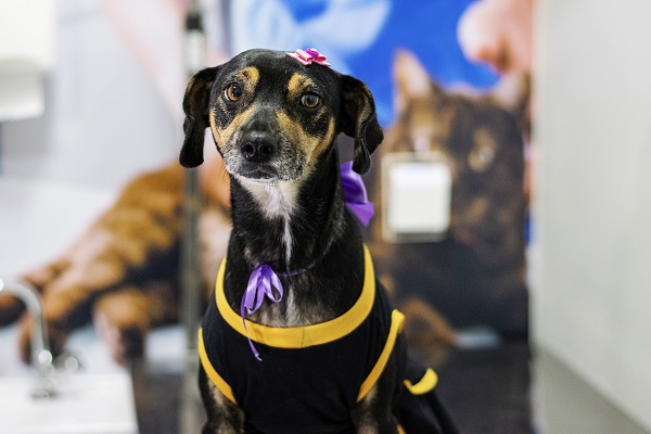 Cachorros de abrigo ganham ensaio fotográfico e day spa para incentivar adoção responsável
