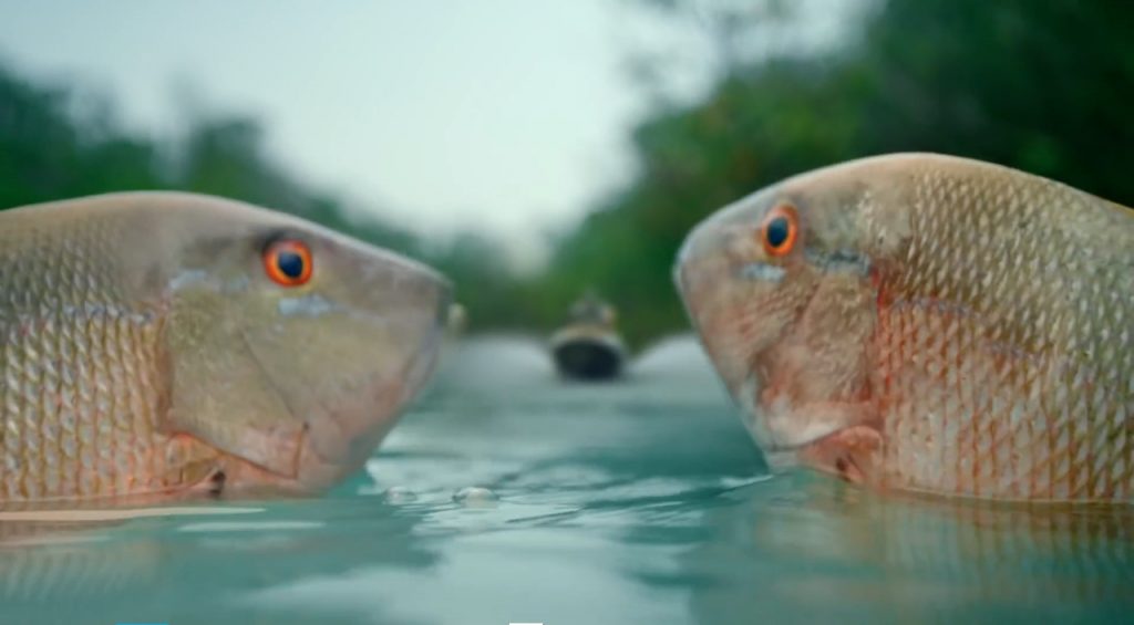 Inclusão-Universidade inclui gratuitamente brasileiros no webinar internacional com o diretor de fotografia de filmagens subaquáticas Notícias