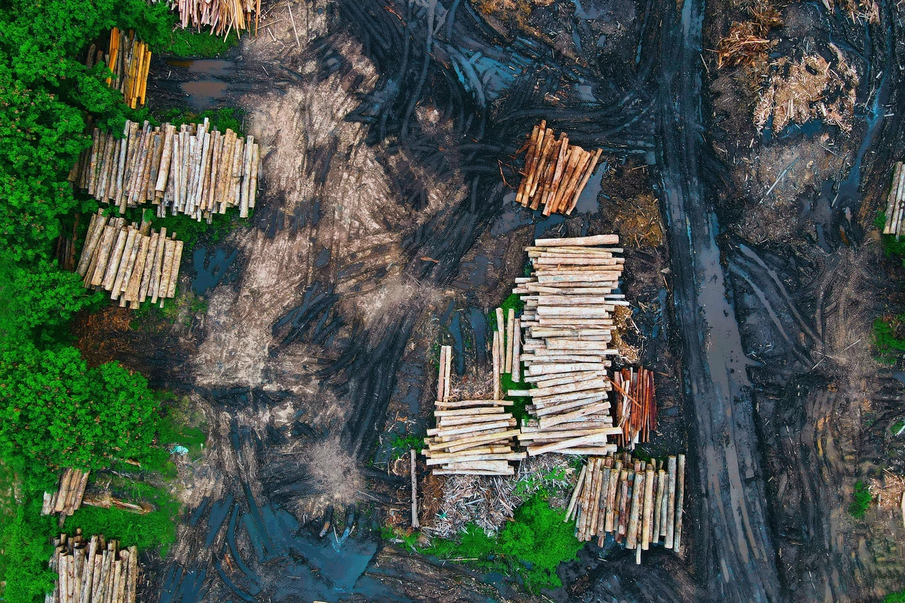 Agência Fish & Wildlife Service dos EUA e Polícia Federal deflagram operação de contrabando de madeira rara e ameaçada do Brasil