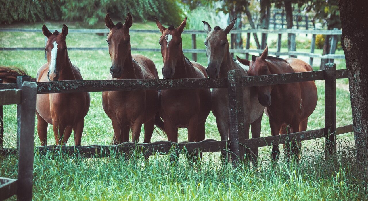 Solenidade de doação de cavalos para Equoterapia em Brasília via Projeto Pátria Voluntária
