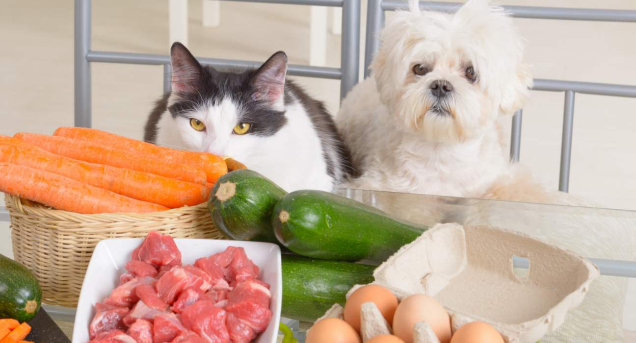 Alimentação natural: conheça os principais benefícios para seu cão pets