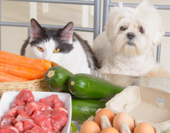 Alimentação natural: conheça os principais benefícios para seu cão pets