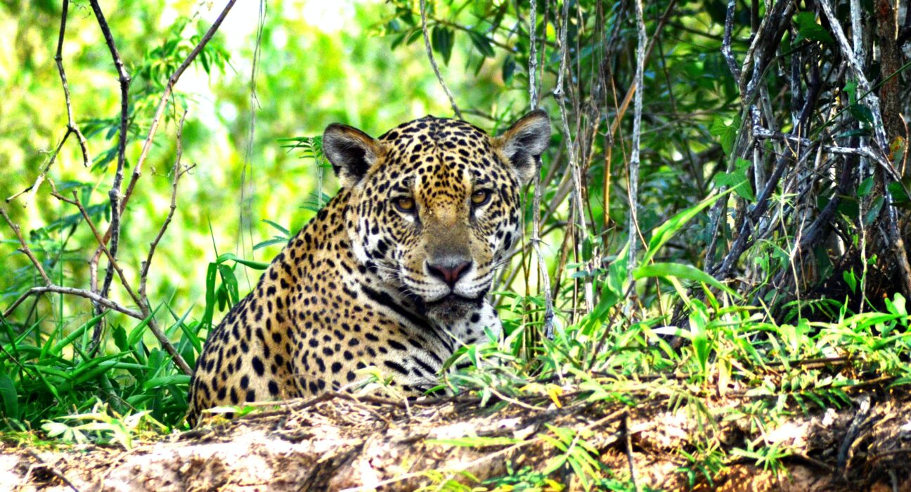 Cenário de novela: Conheça as belezas do Pantanal entre os estados Mato Grosso e Mato Grosso do Sul Geral