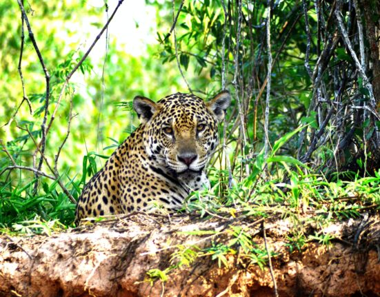 Cenário de novela: Conheça as belezas do Pantanal entre os estados Mato Grosso e Mato Grosso do Sul Caesb