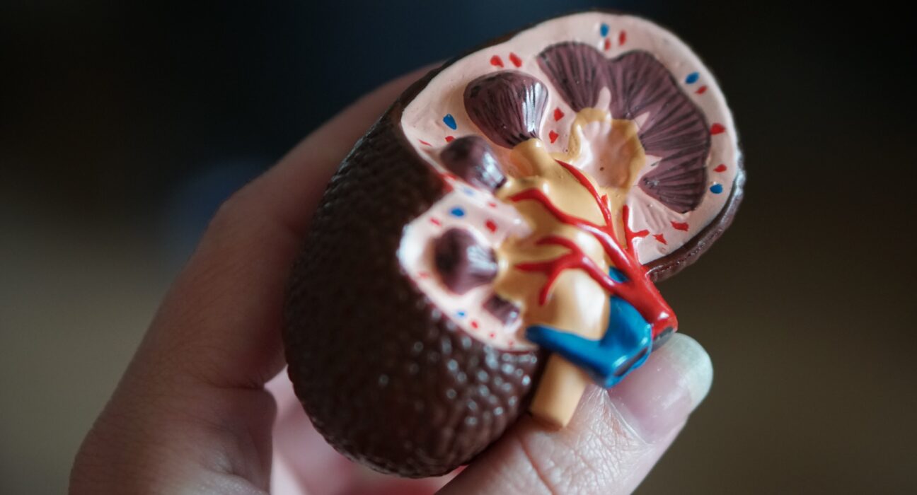 Câncer de rim atinge, principalmente, homens entre 55 e 75 anos Saúde