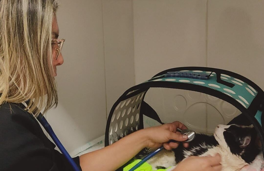 O universo veterinário aponta os benefícios em apostar na construção de uma trajetória profissional em um Coworking Vet Geral