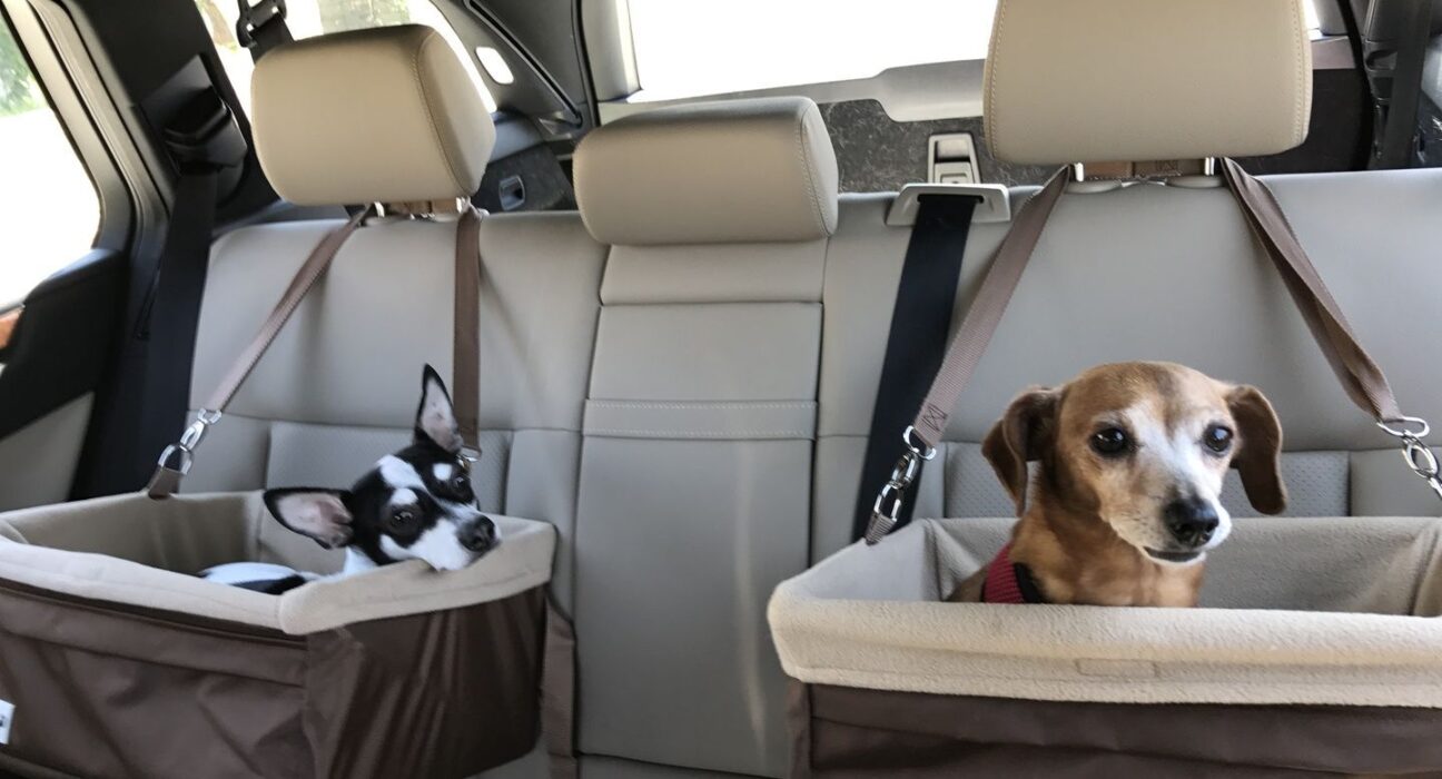 Viagem Pet: veterinário do CEUB dá dicas para uma viagem segura com cães e gatos Notícias