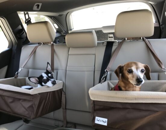 Viagem Pet: veterinário do CEUB dá dicas para uma viagem segura com cães e gatos Férias
