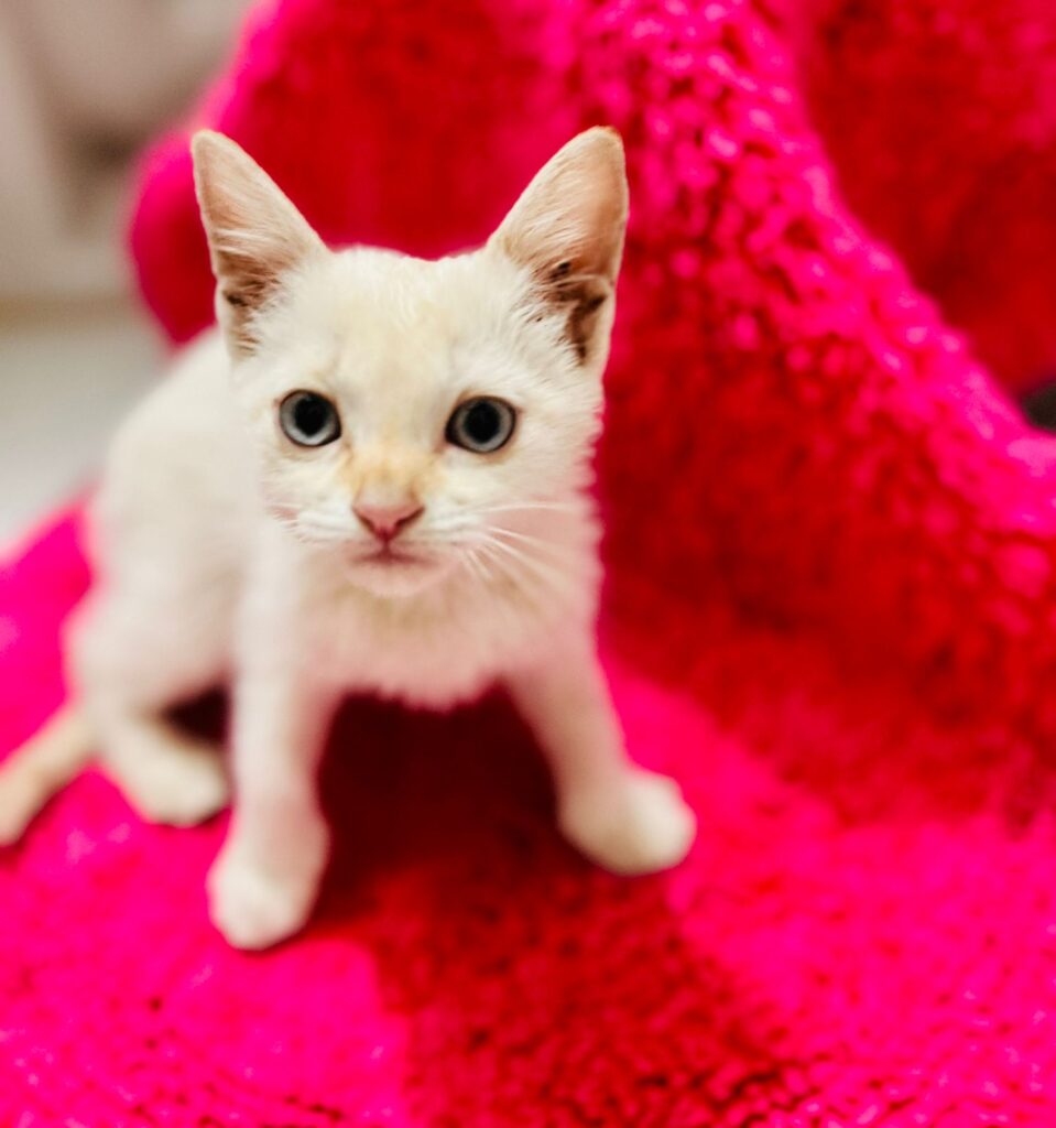 DF Plaza Shopping tem sábado com feira de adoção e vacinação antirrábica Eventos