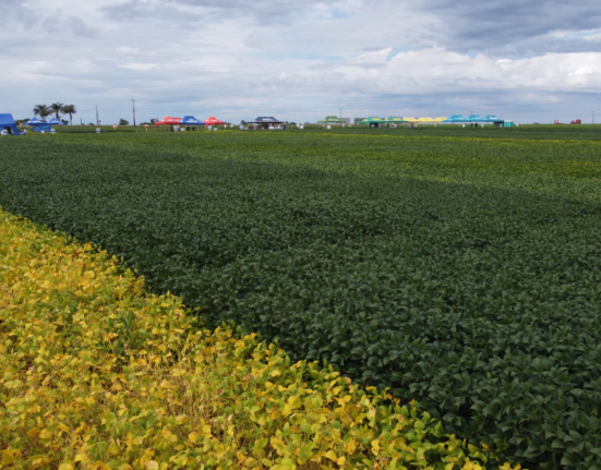 Agronegócio supera adversidades em 2022 e vai buscar crescimento para 2023. AgroBrasília apoia desenvolvimento do setor Celebridades
