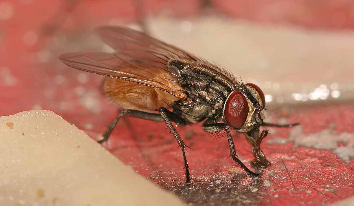 Virose da Mosca: Especialista explica doença que está preocupando autoridades Saúde