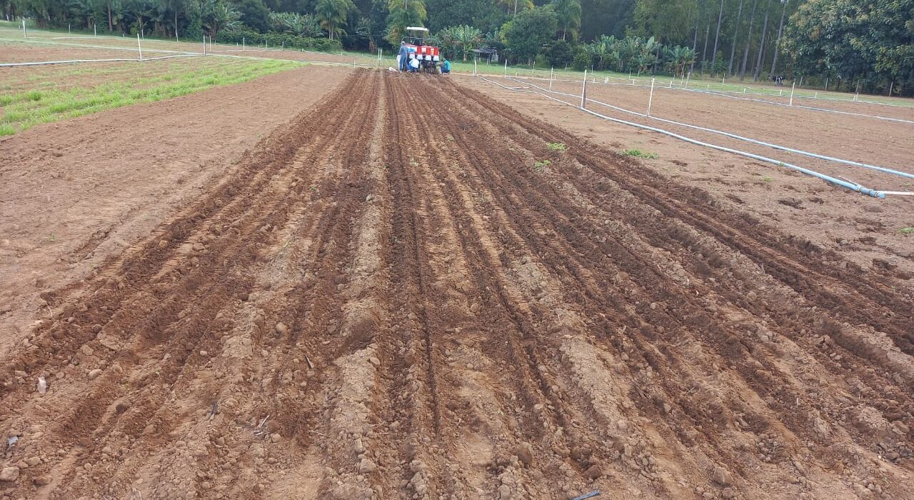 AgroBrasília traz como novidade para a edição de 2023 campo demonstrativo de leguminosas pulses agro