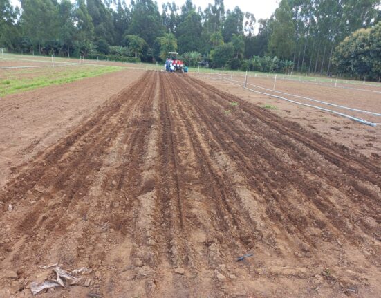 AgroBrasília traz como novidade para a edição de 2023 campo demonstrativo de leguminosas pulses Música