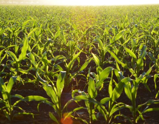 Campeões de produtividade no milho inverno 2023 são revelados Geral