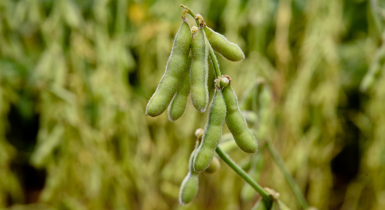 Abertura Oficial da Colheita de Soja GO/DF - safra 2023/2024 será no Parque Tecnológico Ivaldo Cenci agro