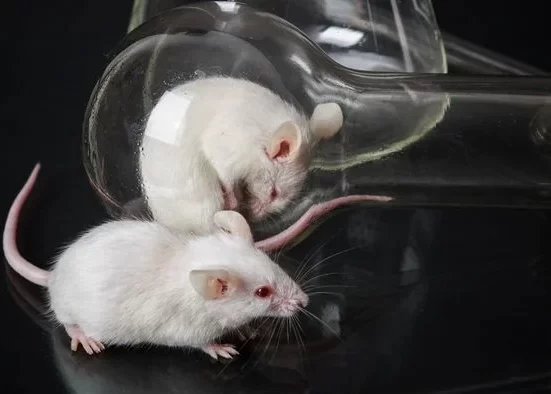 Cientistas criam óculos de realidade virtual para camundongos de laboratório Gastronomia